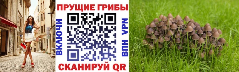 Галлюциногенные грибы мицелий что такое наркотик МЕГА tor Цоци-Юрт